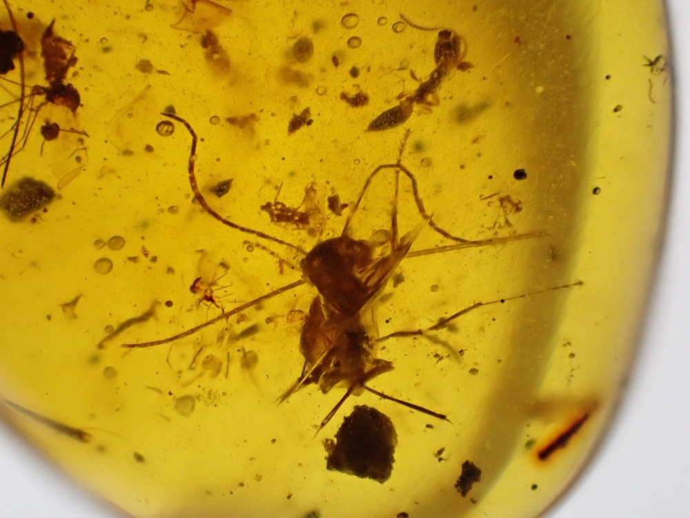 Cretaceous Amber with Ant, Diptera & Mite Inclusions #02