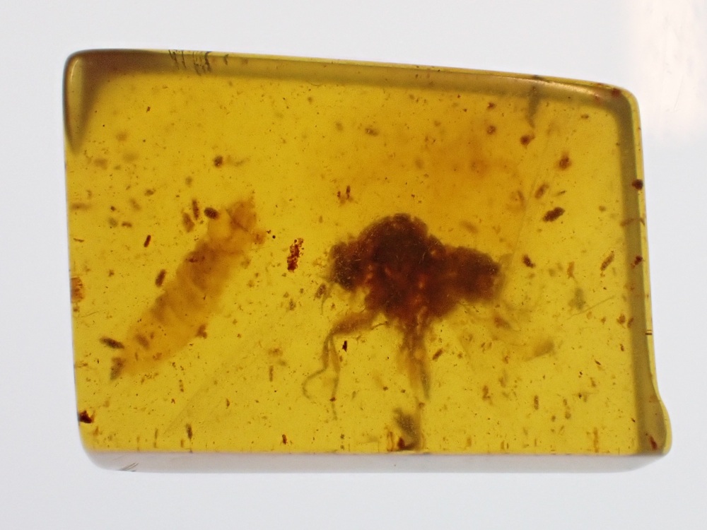 Cretaceous Amber with Diptera & Insect Larva Inclusions #03