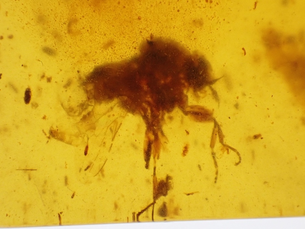 Cretaceous Amber with Diptera & Insect Larva Inclusions #03