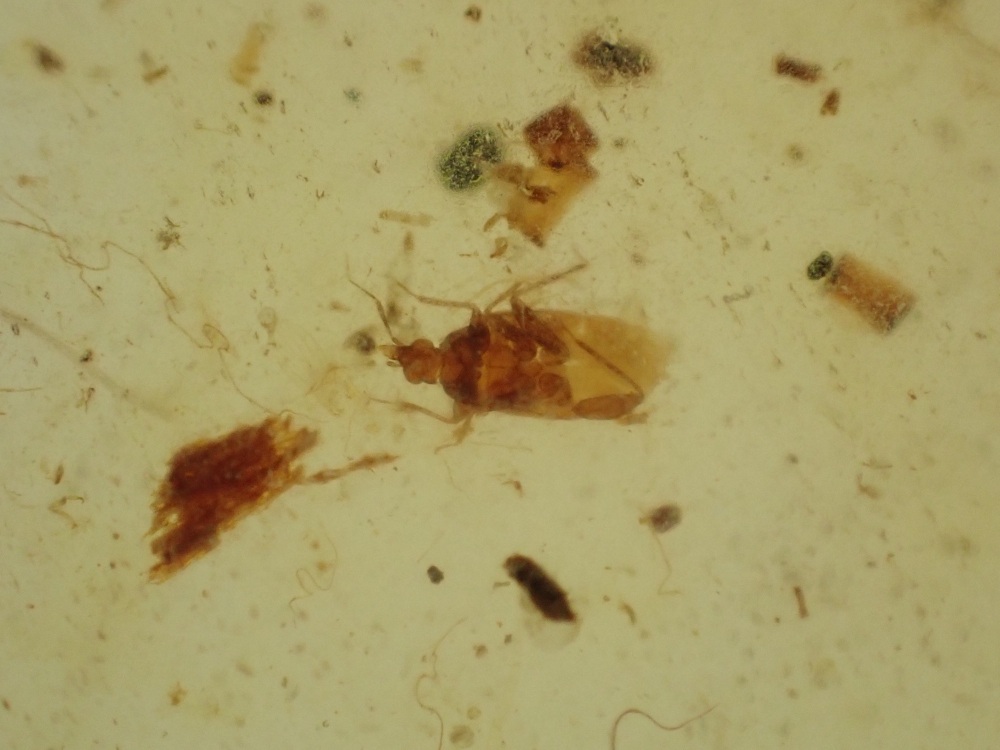 Cretaceous Amber with Planthopper Inclusion #04