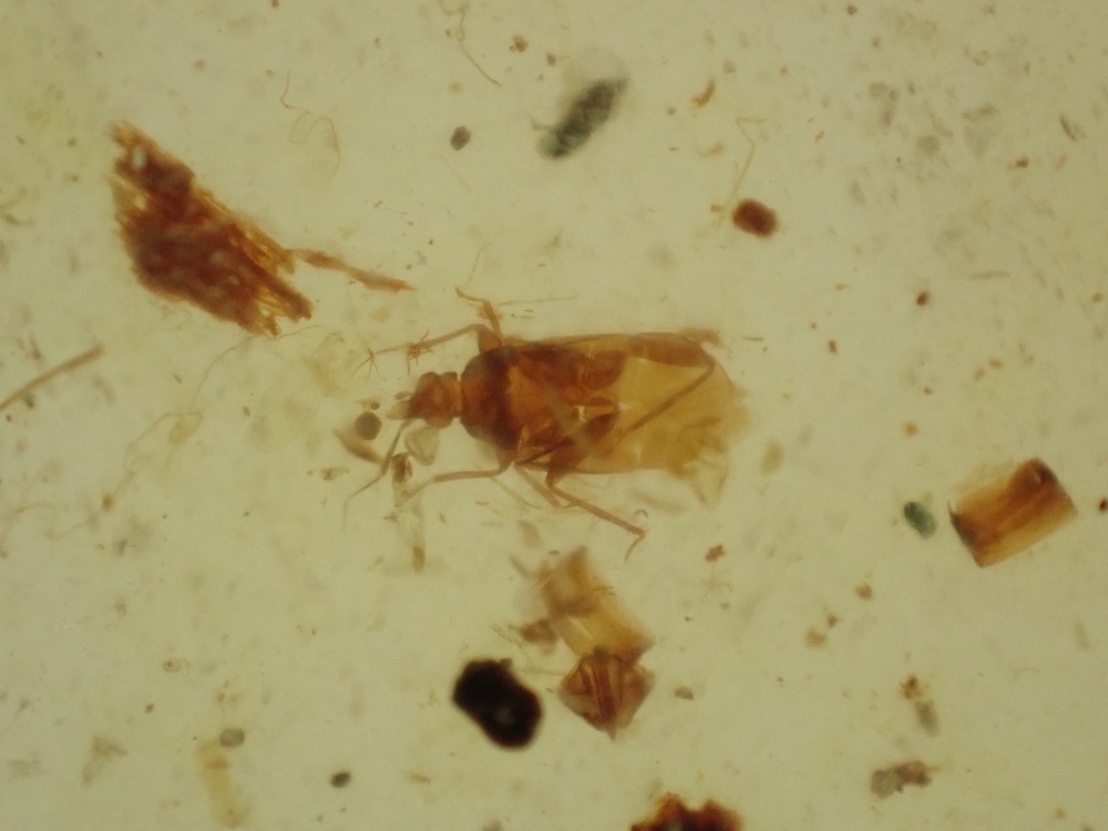Cretaceous Amber with Planthopper Inclusion #04