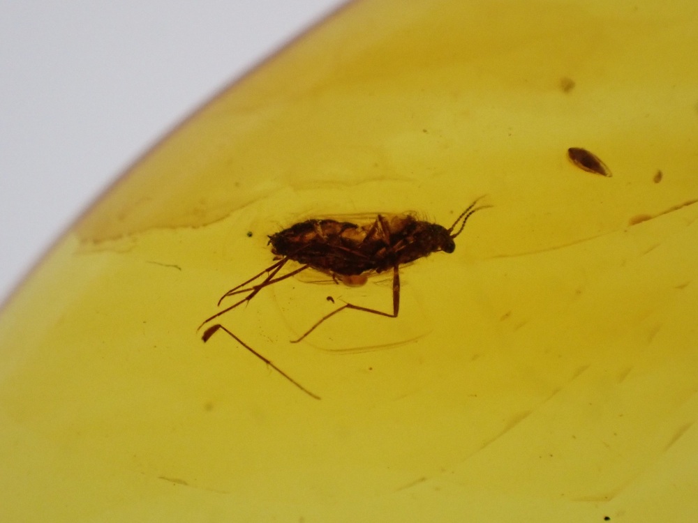 Cretaceous Amber with Diptera (fly) Inclusion #05
