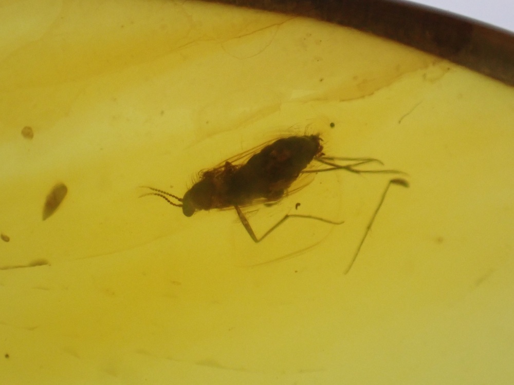 Cretaceous Amber with Diptera (fly) Inclusion #05