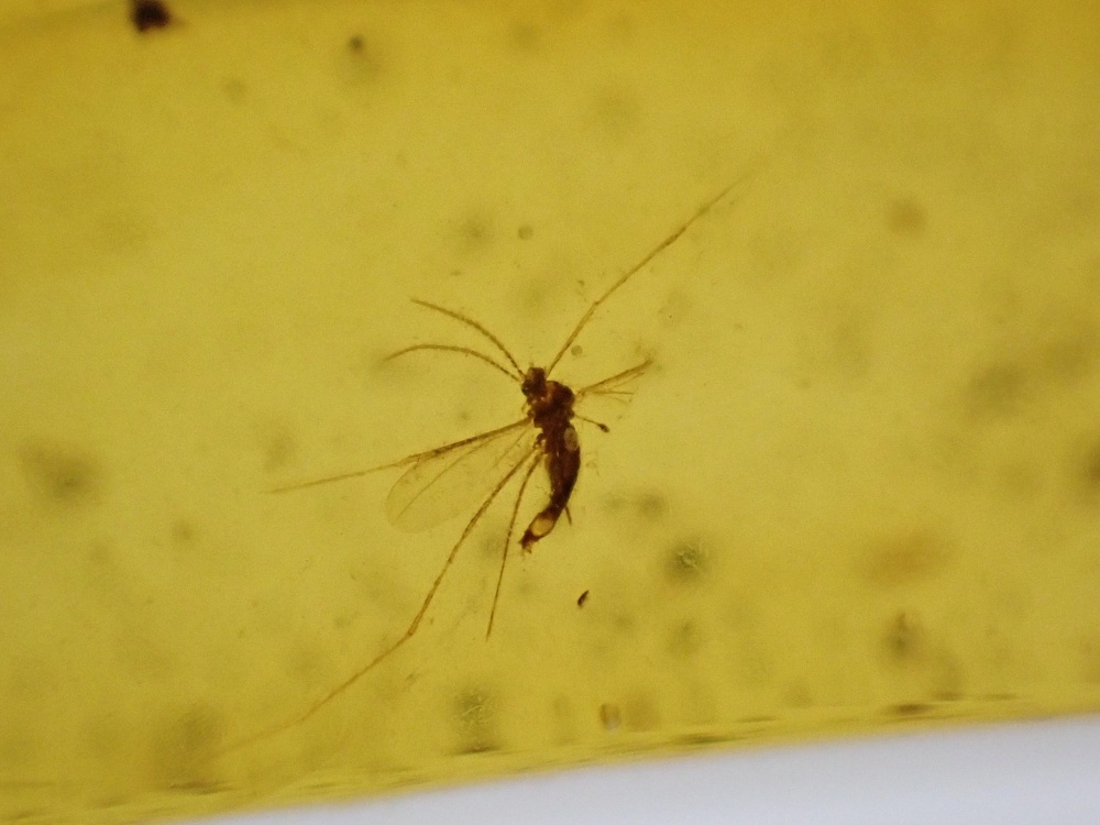 Cretaceous Amber with Diptera (fly) Inclusion #05