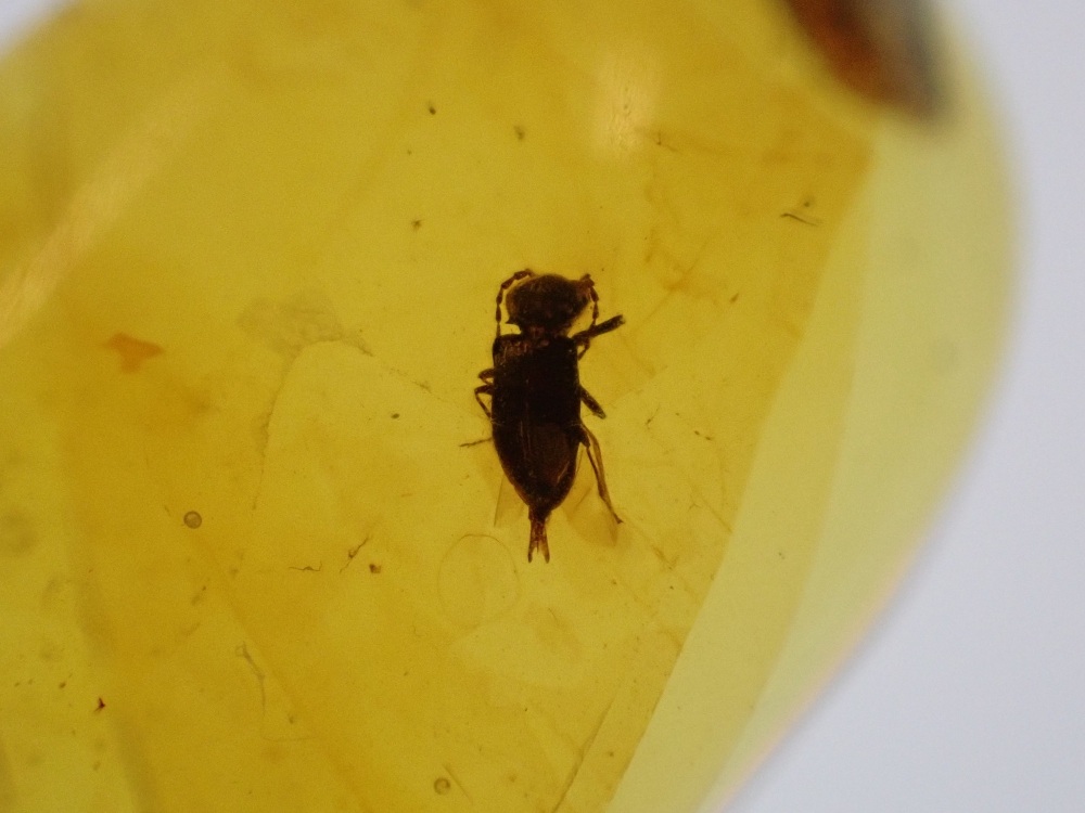 Cretaceous Amber with Diptera (fly) Inclusion #07