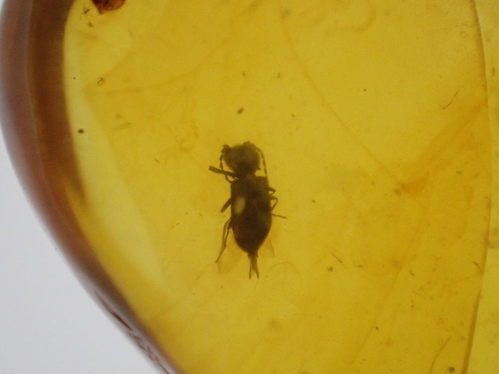 Cretaceous Amber with Beetle Inclusion #07