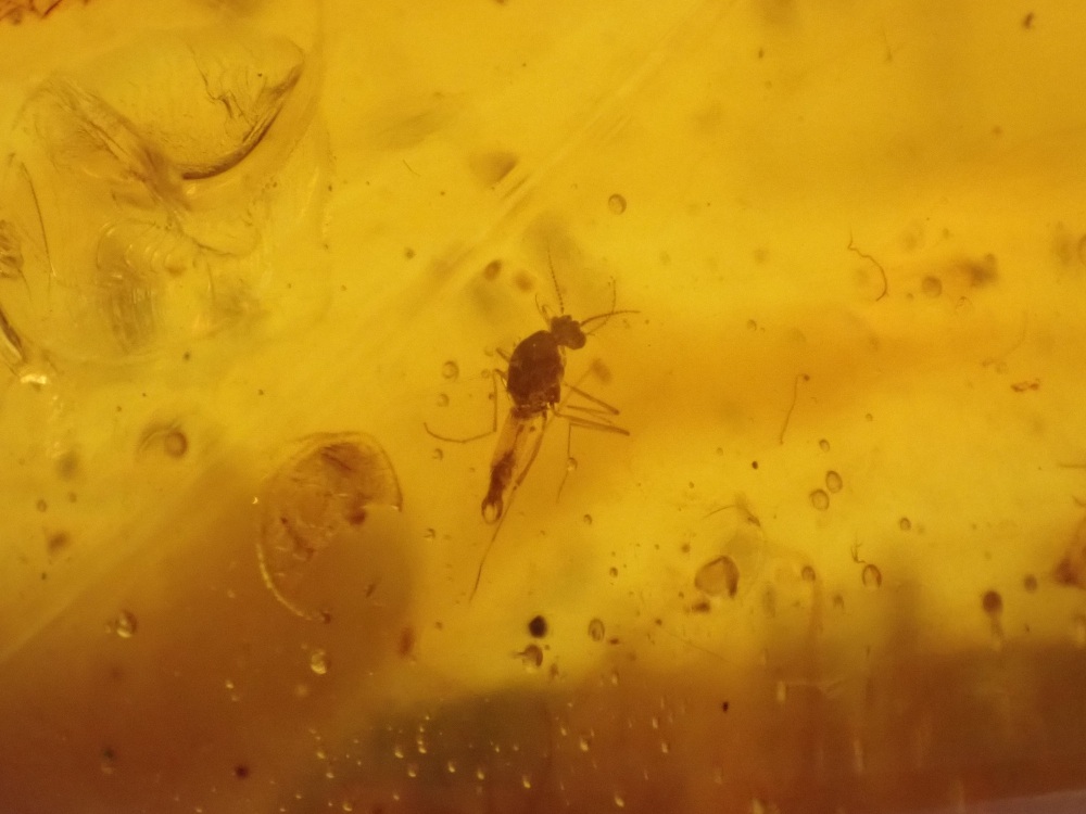 Cretaceous Amber with Multiple Diptera Inclusions #08