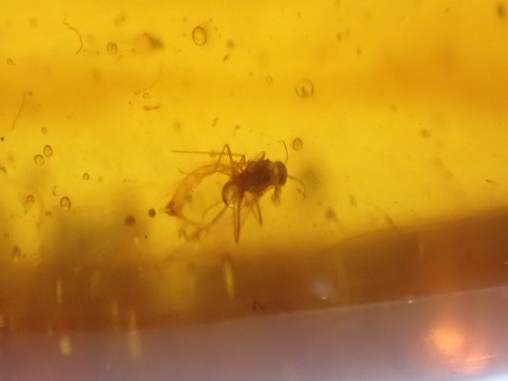 Cretaceous Amber with Multiple Diptera Inclusions #08