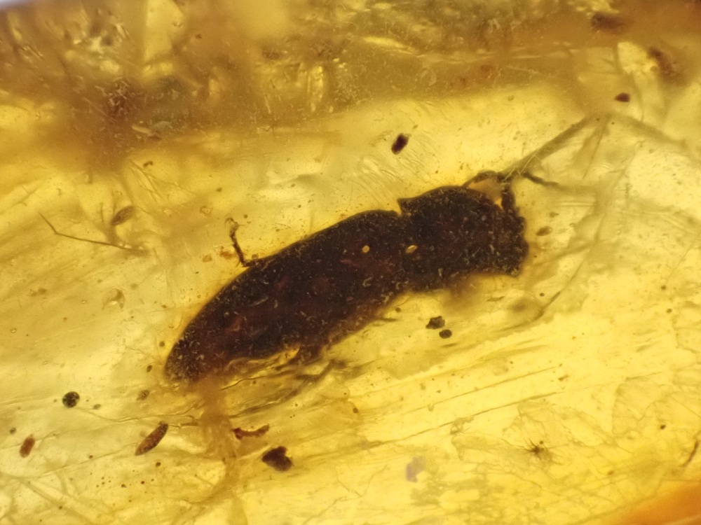 Cretaceous Amber with Beetle Inclusion #09