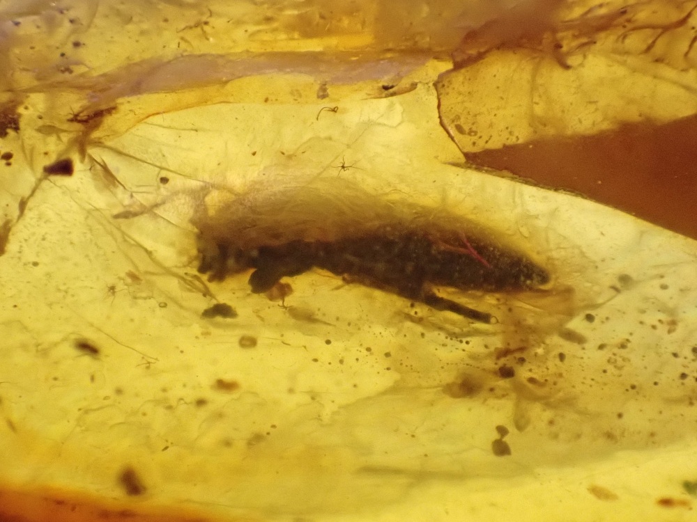 Cretaceous Amber with Beetle Inclusion #09
