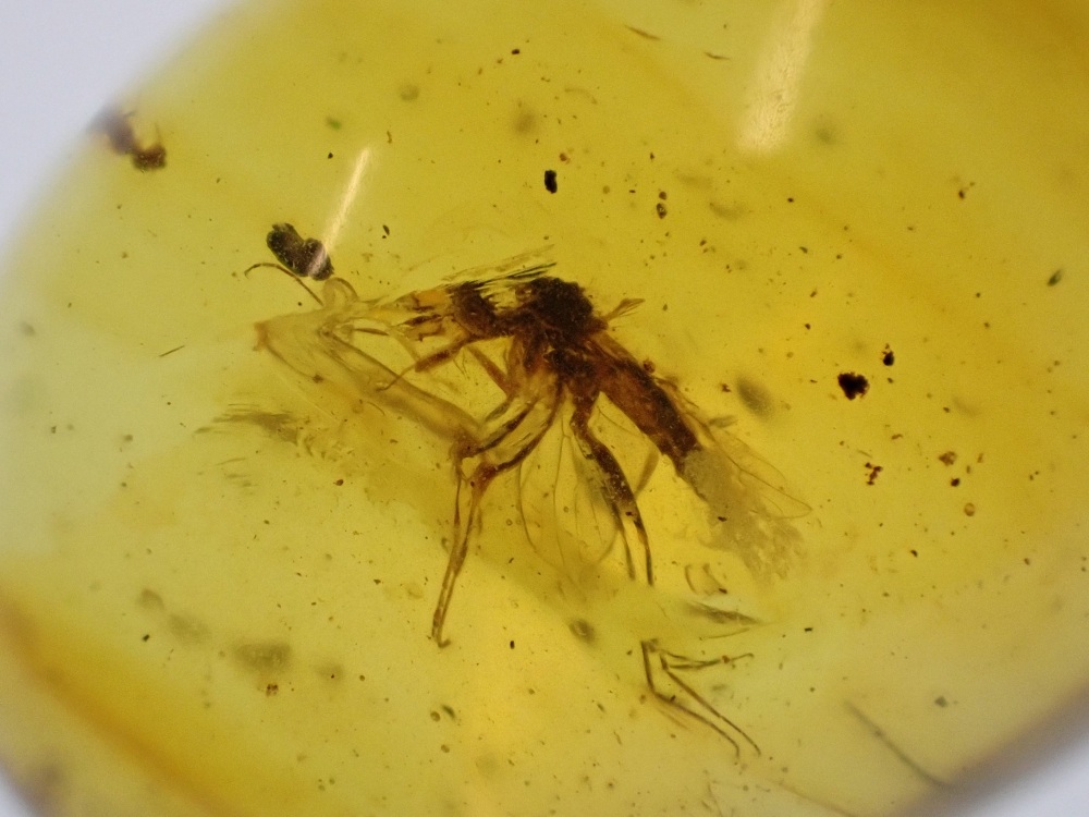 Cretaceous Amber with Diptera (fly) Inclusion #10
