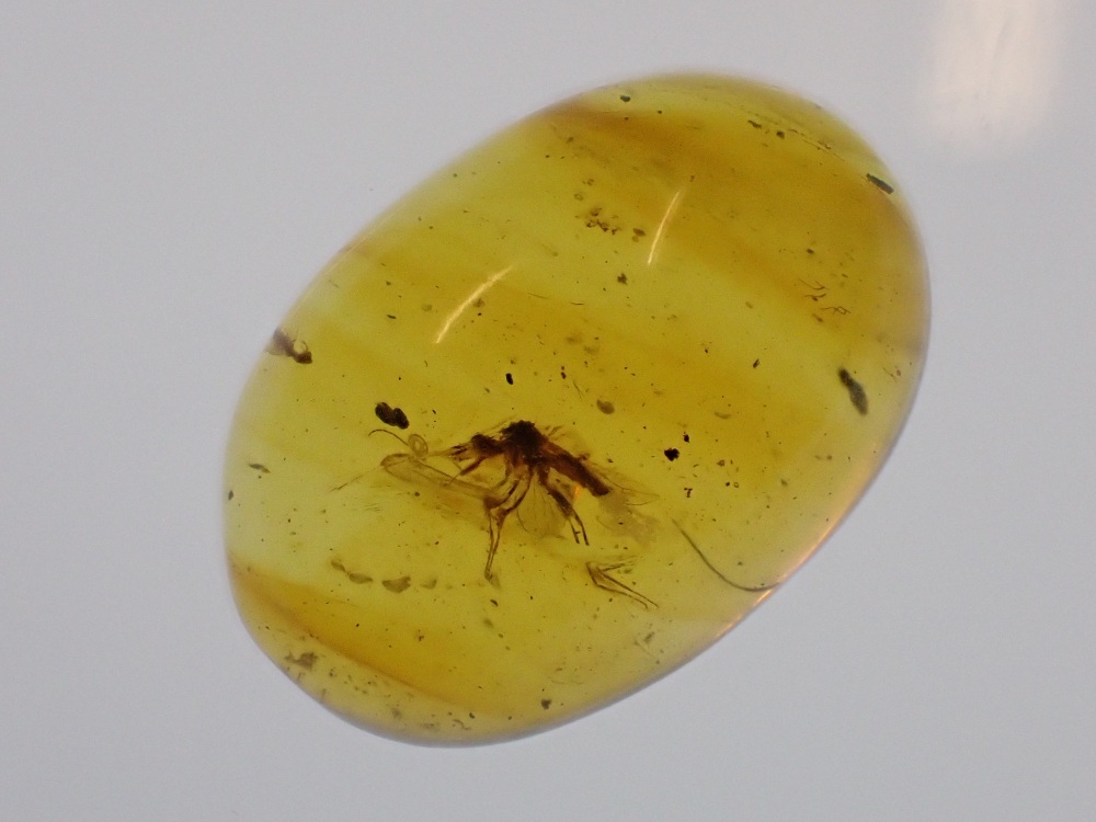 Cretaceous Amber with Diptera (fly) Inclusion #10