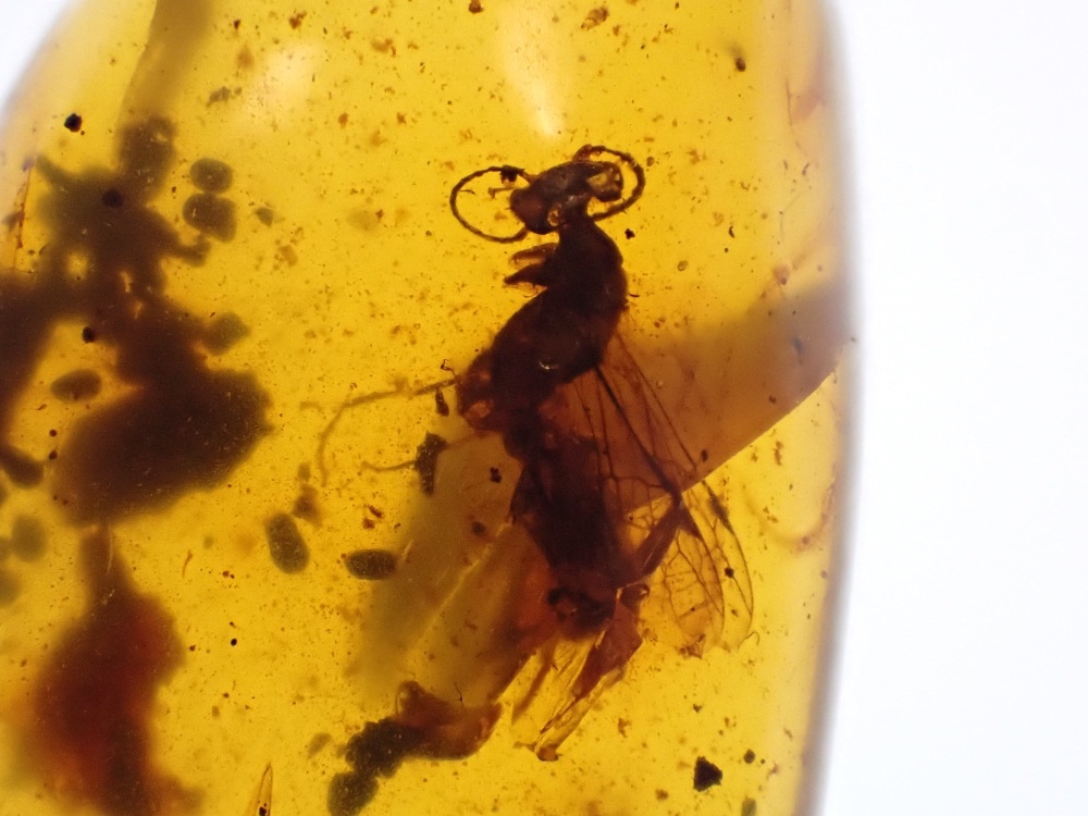 Cretaceous Amber with Diptera (fly) Inclusion #11