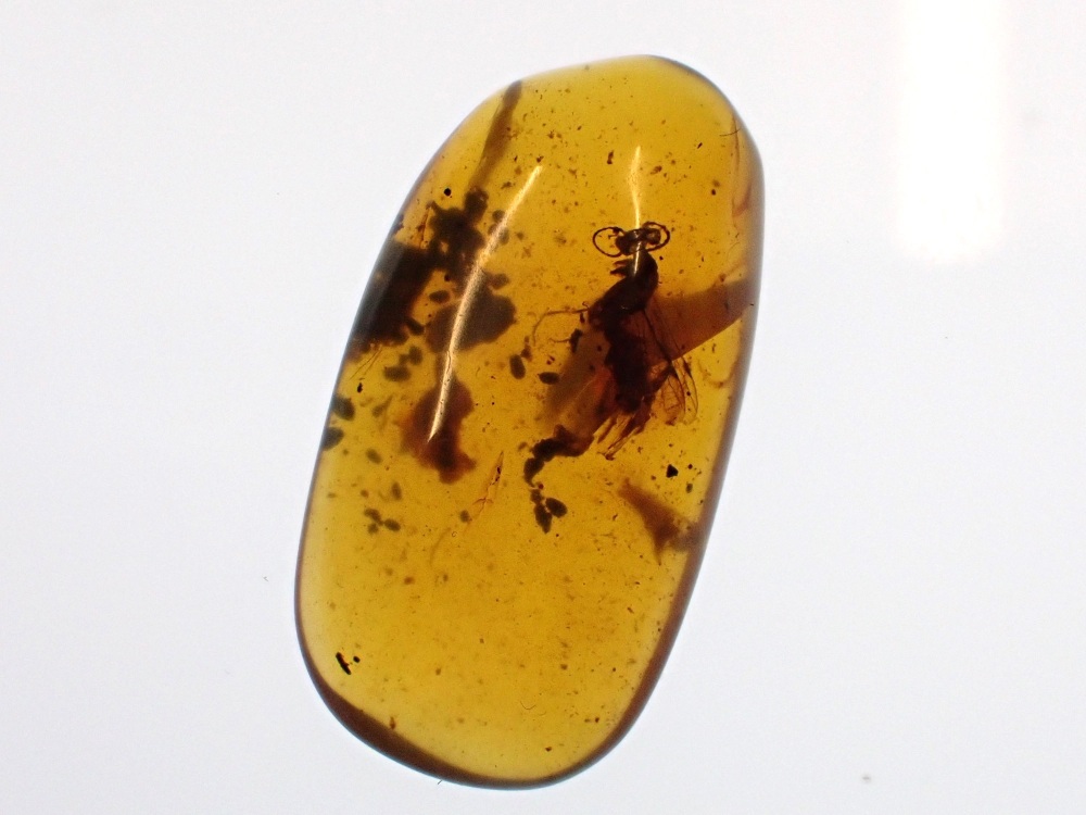 Cretaceous Amber with Diptera (fly) Inclusion #11