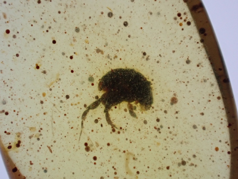 Cretaceous Amber with Beetle Inclusion #12