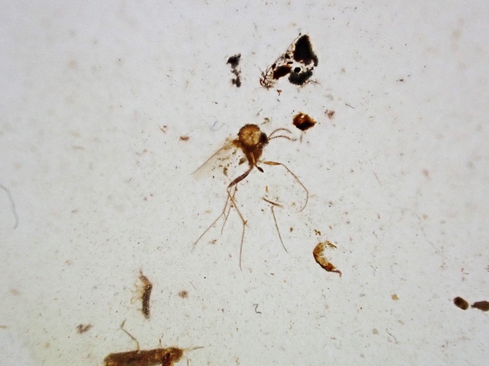 Cretaceous Amber with Diptera (fly) Inclusion #13