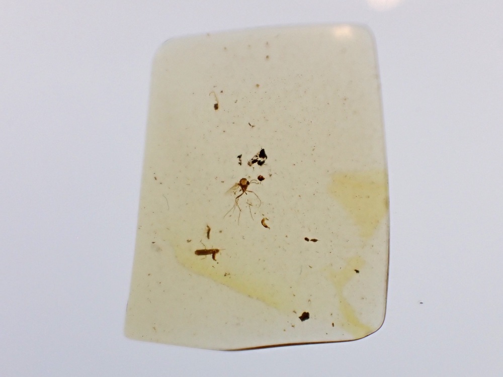 Cretaceous Amber with Diptera (fly) Inclusion #13