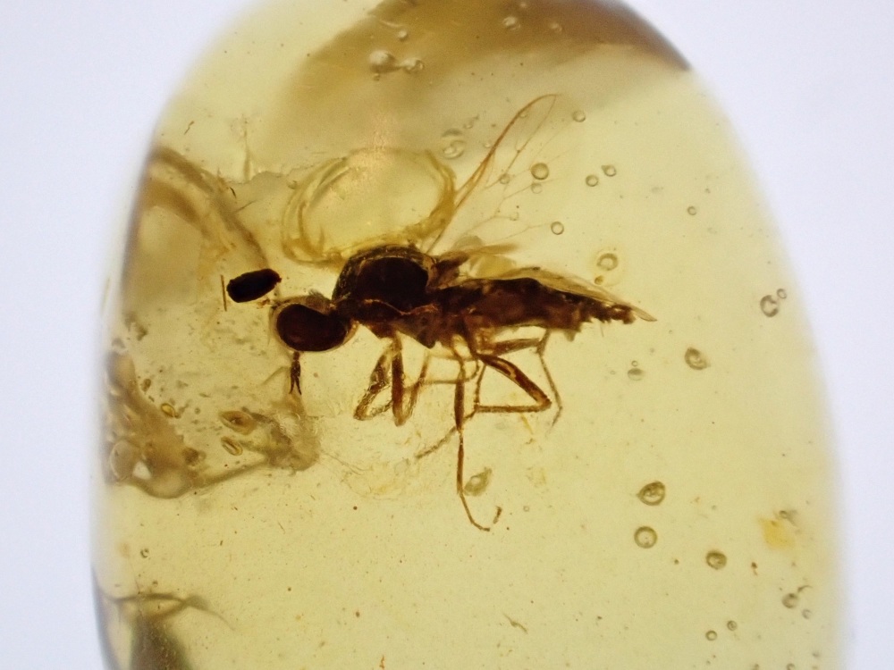 Cretaceous Amber with Diptera (fly) Inclusion #14