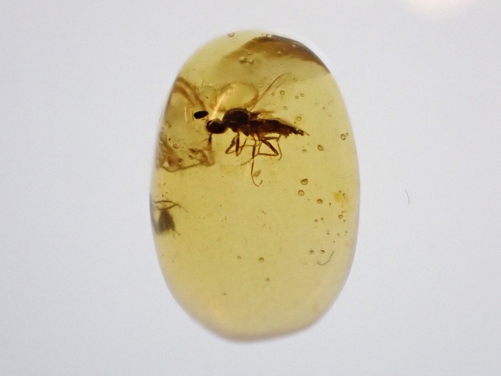 Cretaceous Amber with Diptera (fly) Inclusion #14