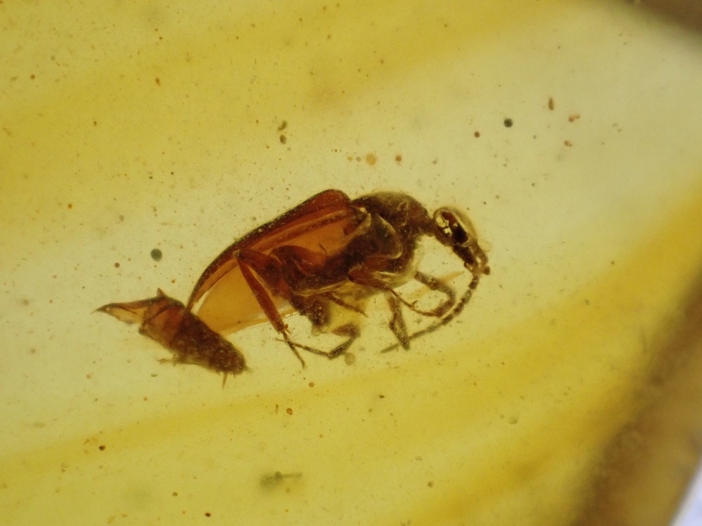 Cretaceous Amber with Beetle Inclusions #15