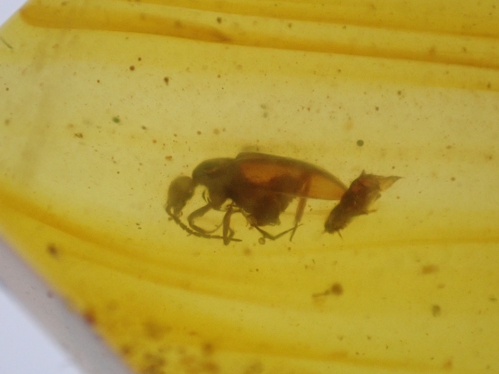 Cretaceous Amber with Beetle Inclusions #15