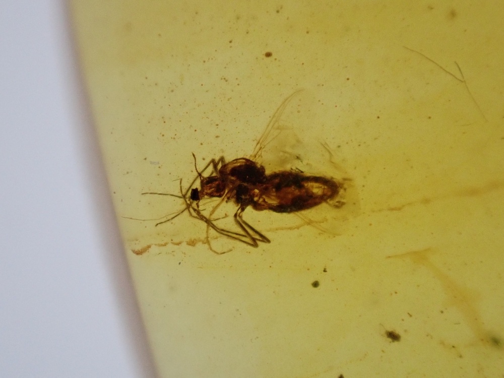 Cretaceous Amber with Diptera (fly) Inclusion #16
