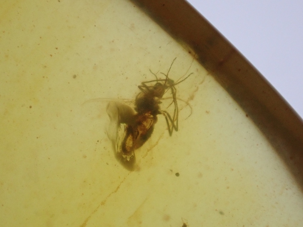 Cretaceous Amber with Diptera (fly) Inclusion #16