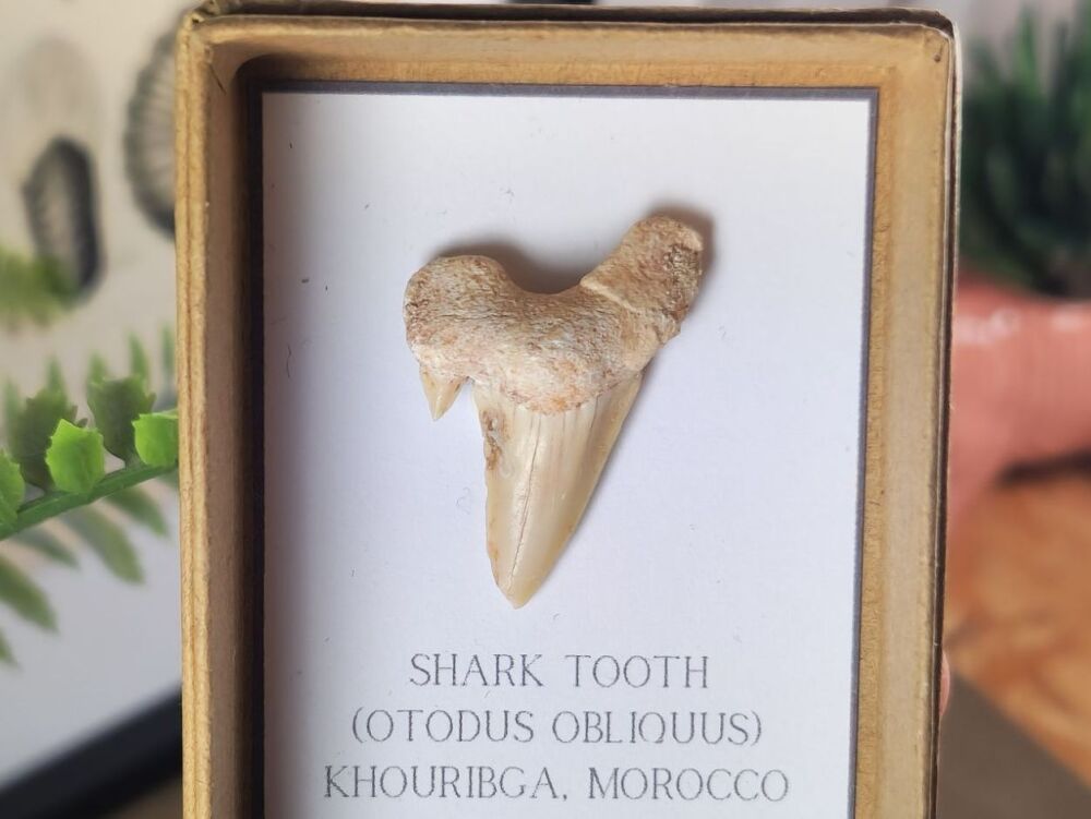 Otodus obliquus Shark Tooth #01