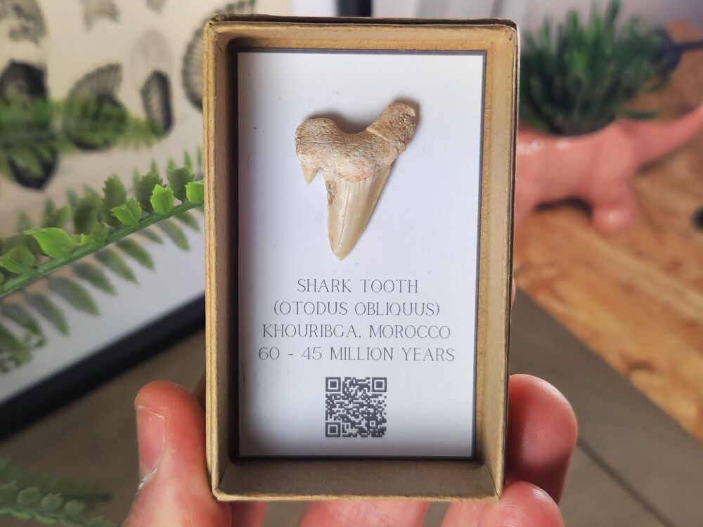 Otodus obliquus Shark Tooth #01