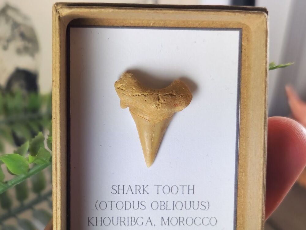 Otodus obliquus Shark Tooth #02