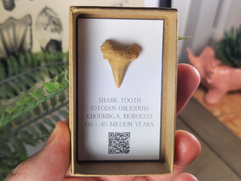 Otodus obliquus Shark Tooth #02