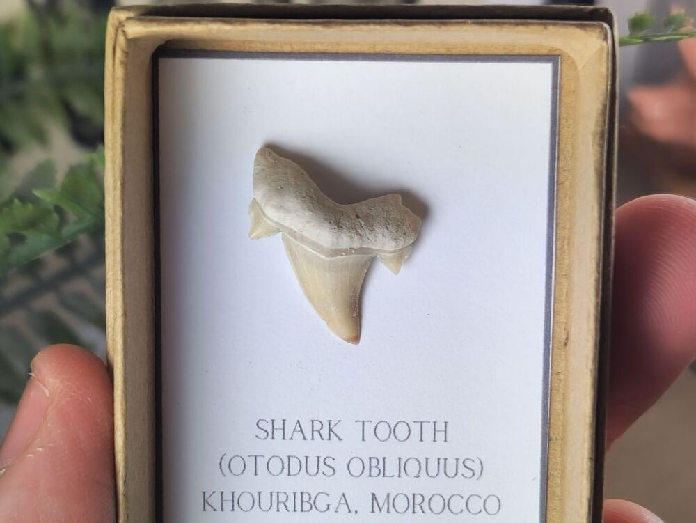 Otodus obliquus Shark Tooth #03