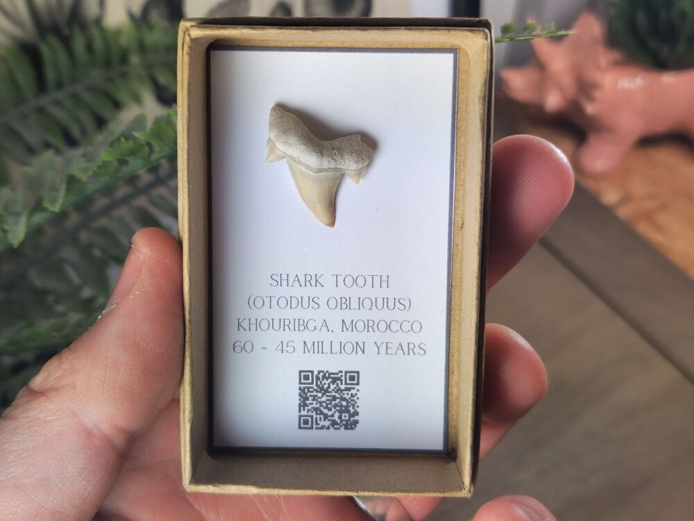 Otodus obliquus Shark Tooth #03
