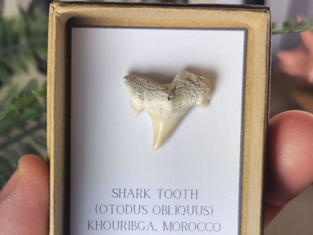 Otodus obliquus Shark Tooth #04