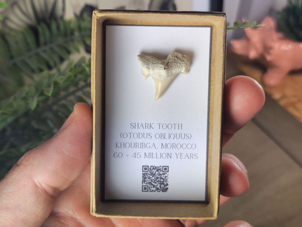 Otodus obliquus Shark Tooth #04