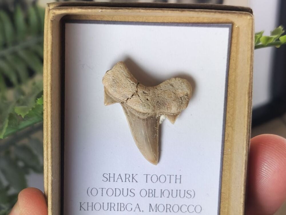 Otodus obliquus Shark Tooth #05