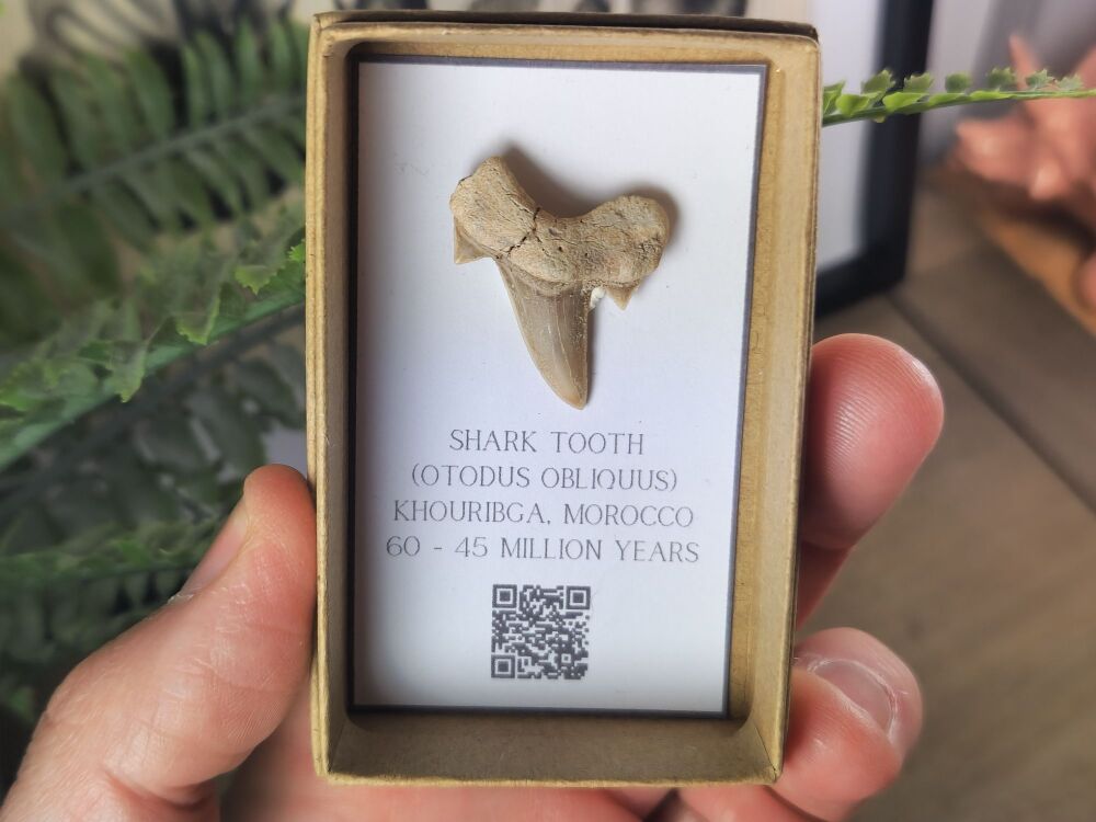 Otodus obliquus Shark Tooth #05
