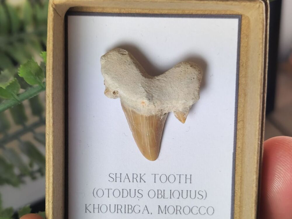 Otodus obliquus Shark Tooth #06