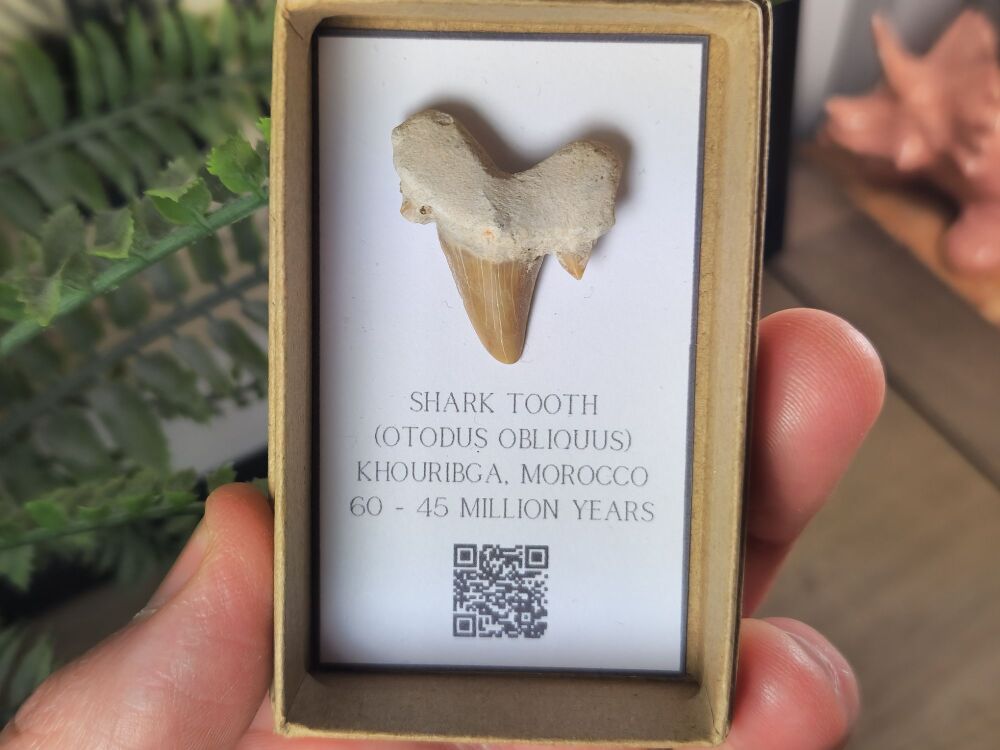 Otodus obliquus Shark Tooth #06