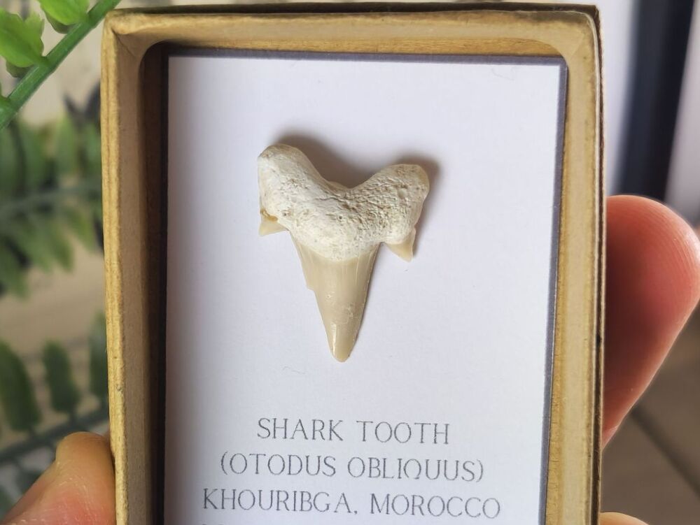 Otodus obliquus Shark Tooth #07