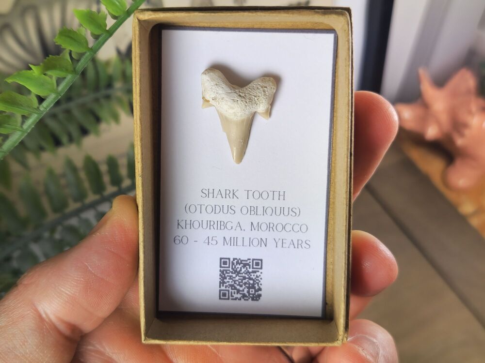 Otodus obliquus Shark Tooth #07