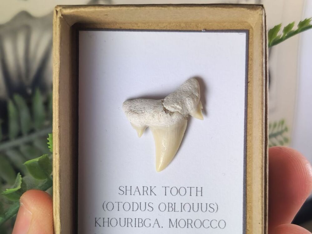 Otodus obliquus Shark Tooth #08