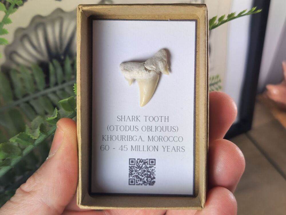 Otodus obliquus Shark Tooth #08