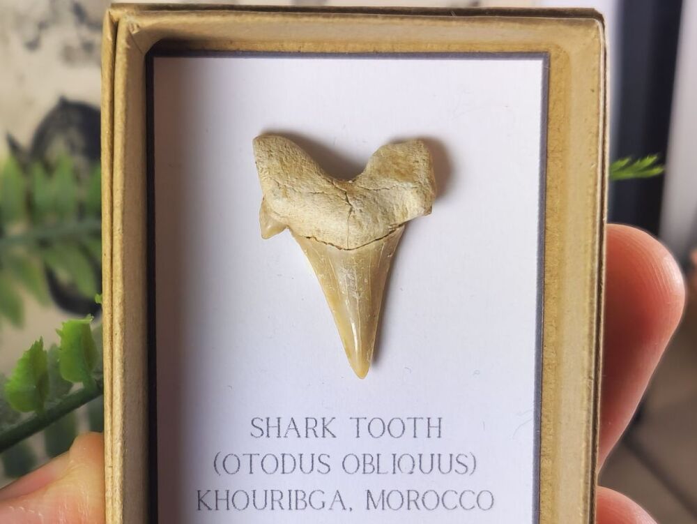 Otodus obliquus Shark Tooth #09