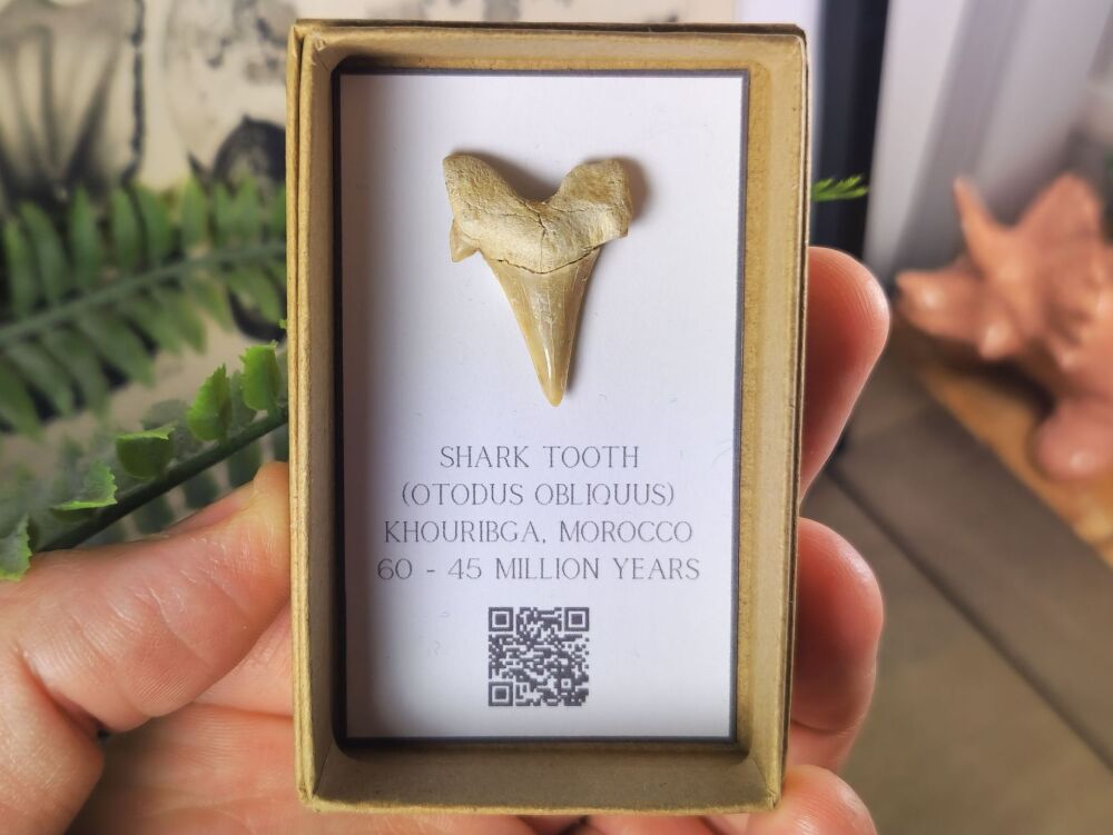 Otodus obliquus Shark Tooth #09