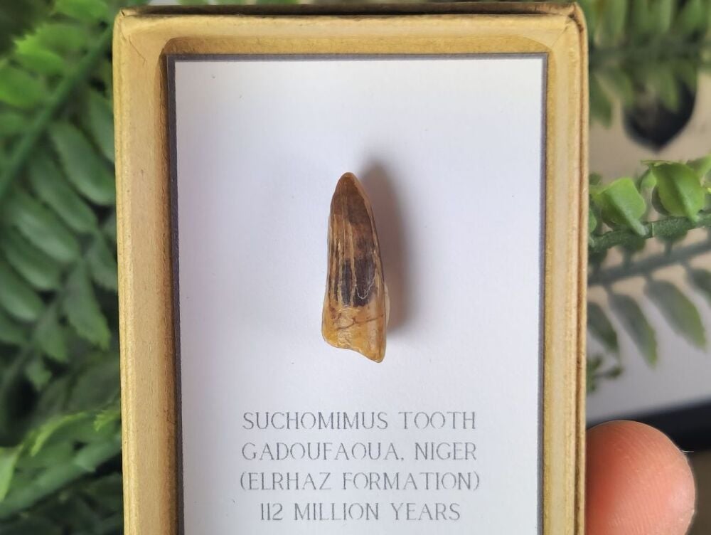 Suchomimus Tooth - 0.82 inch #01