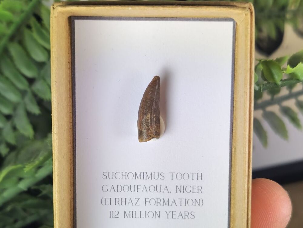 Suchomimus Tooth - 0.70 inch #02