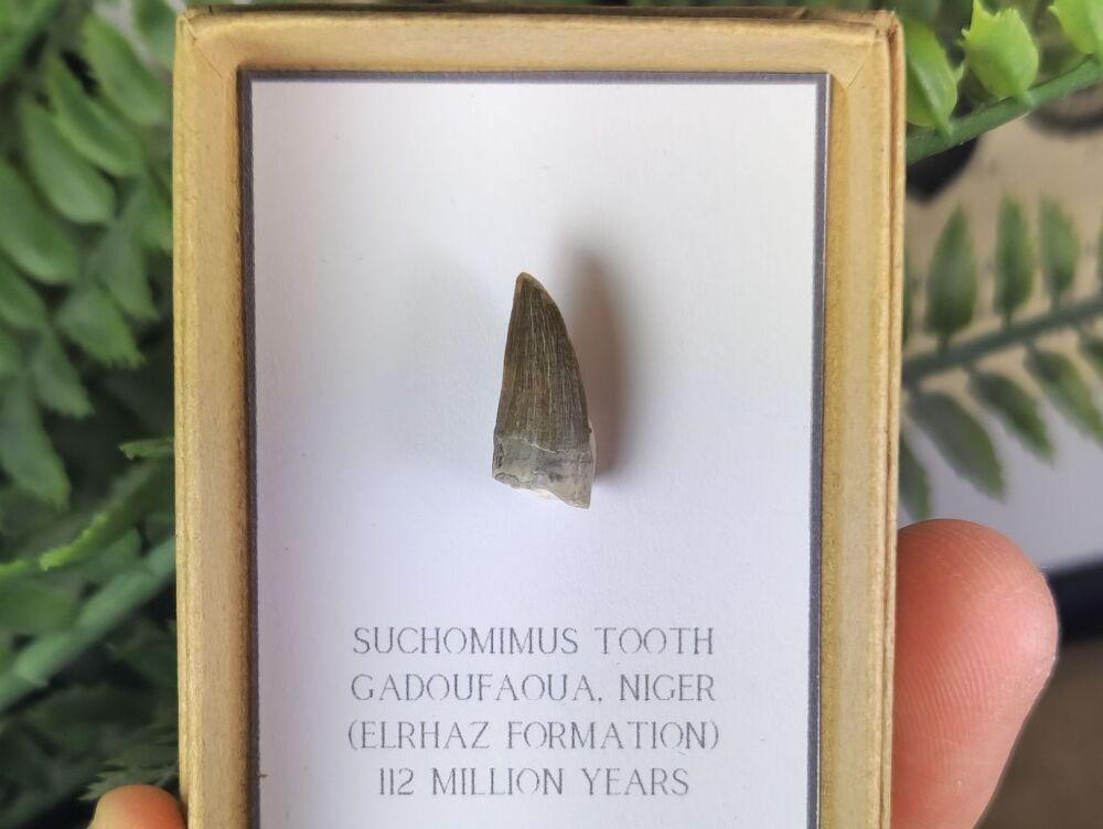 Suchomimus Tooth - 0.66 inch #03