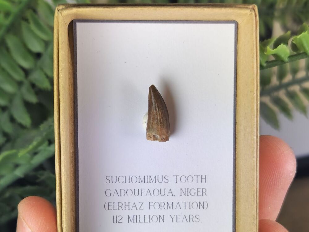 Suchomimus Tooth - 0.62 inch #04