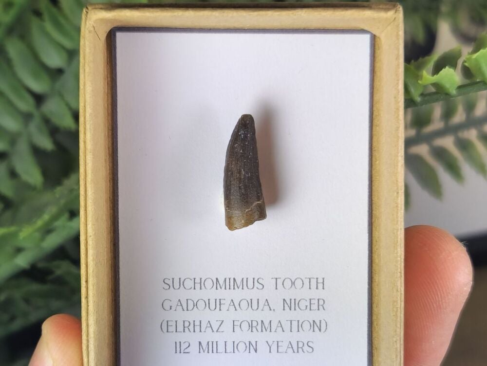 Suchomimus Tooth - 0.74 inch #05